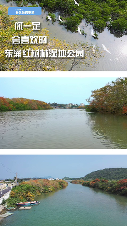 你一定会喜欢的东涌红树林湿地公园